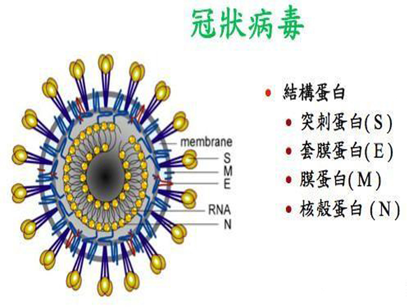 3.冠狀病毒.jpg